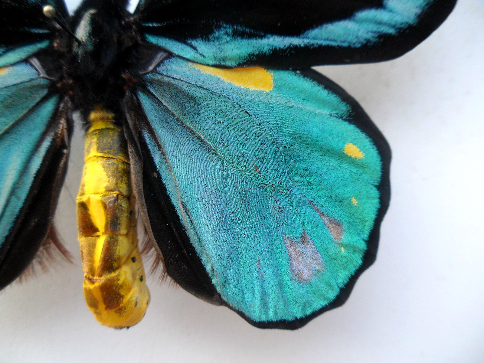 ORNITHOPTERA AESACUS MOSAIC GYNANDROMORPH 3 (Internet Image property of respective owner, non-commercial use only)